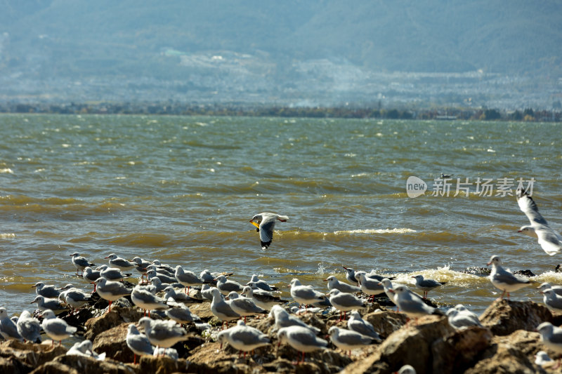 湖面岩石休憩的海鸥群