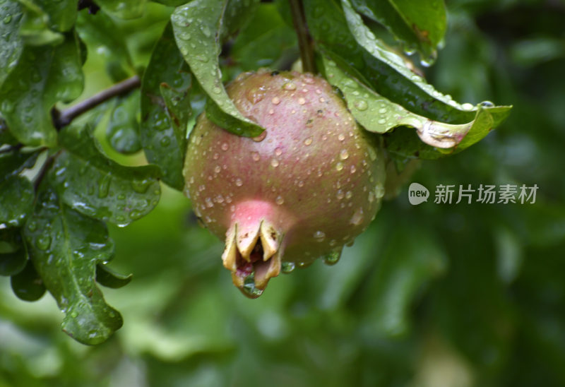 山东枣庄冠世榴园挂满雨珠的石榴幼果