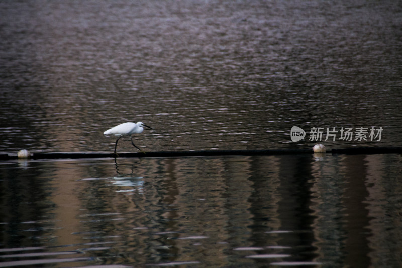 湖边白鹭