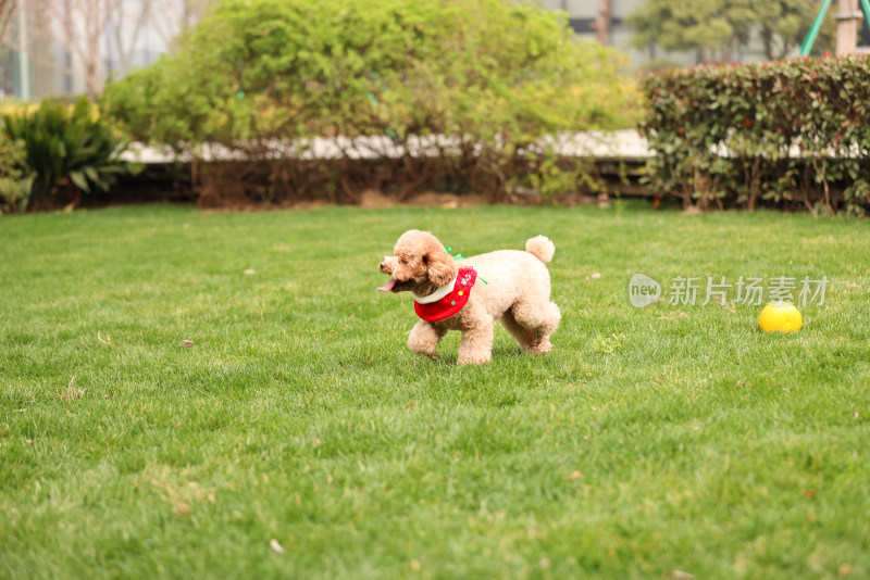 一只草地上玩耍的泰迪犬