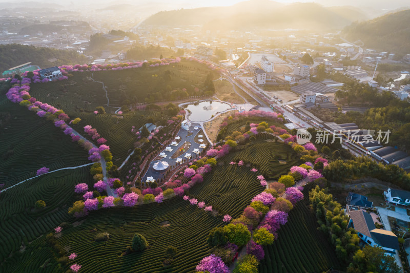 福建龙岩永福台品樱花茶园