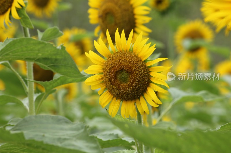 大片向日葵花田绿叶黄花生机勃勃