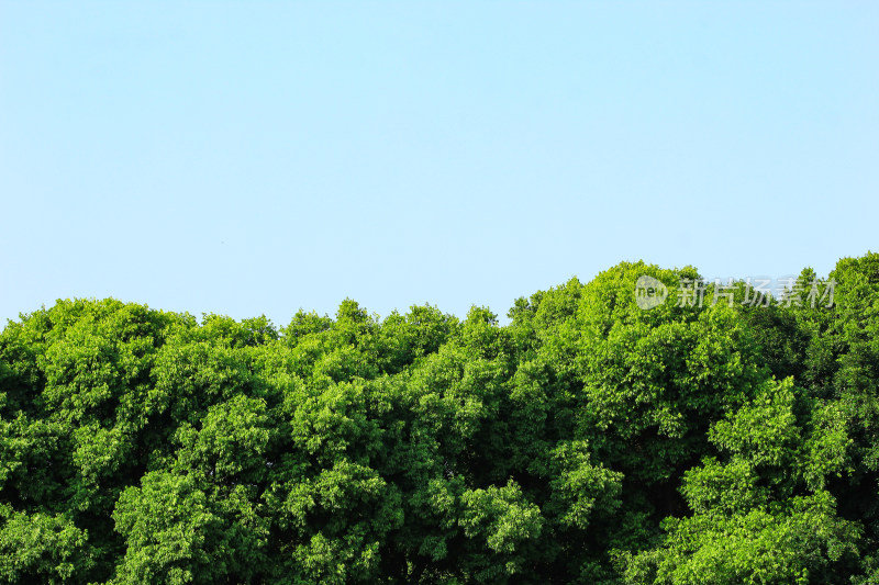 绿色植物屏障背景