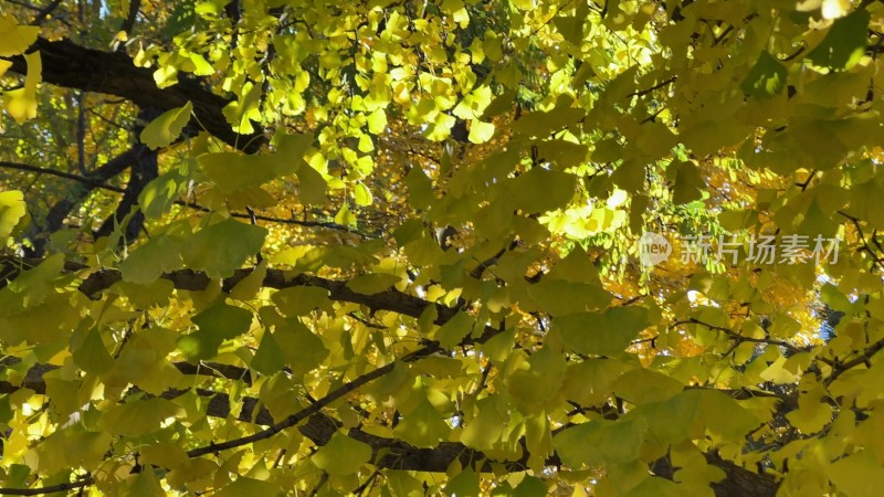 公园里的各种植物树木树叶红叶秋季秋景