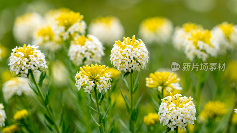 四川西部甘孜藏族自治州野生植物狼毒开花