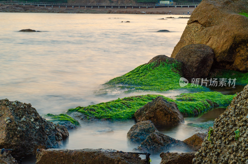 青岛太平角，海岸上布满绿藻的岩石