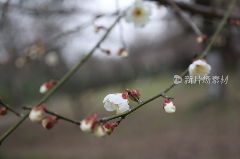 枝头含苞待放的白梅花特写