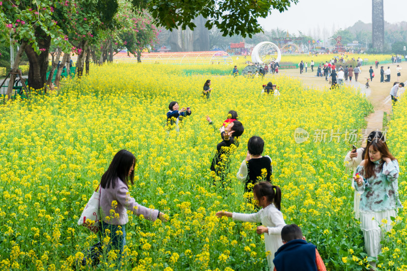 福州花海公园游客漫步观赏黄色油菜花田