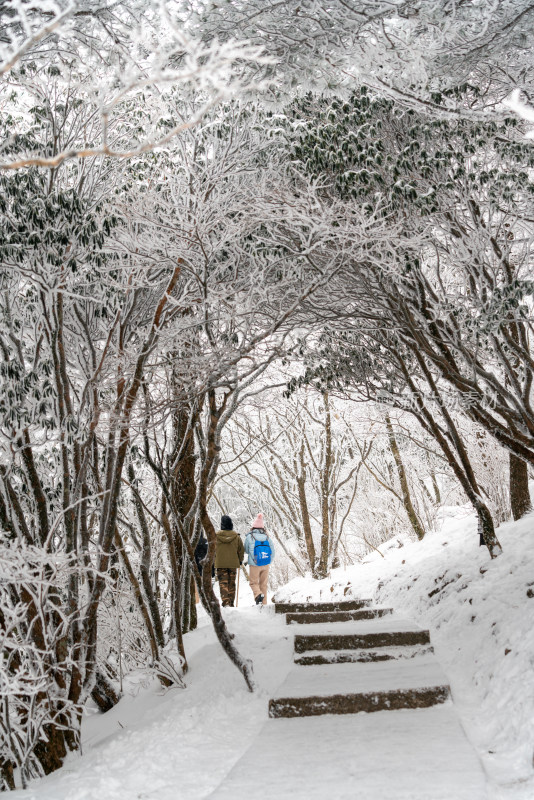 黄山雪中林间小径上的徒步者