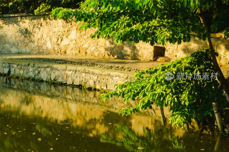 青岛植物园黄昏下的石板路