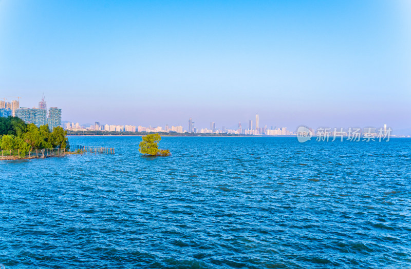 深圳湾公园海岸红树林与滨海城市风光