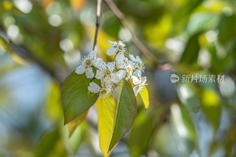 盛开的白梨花