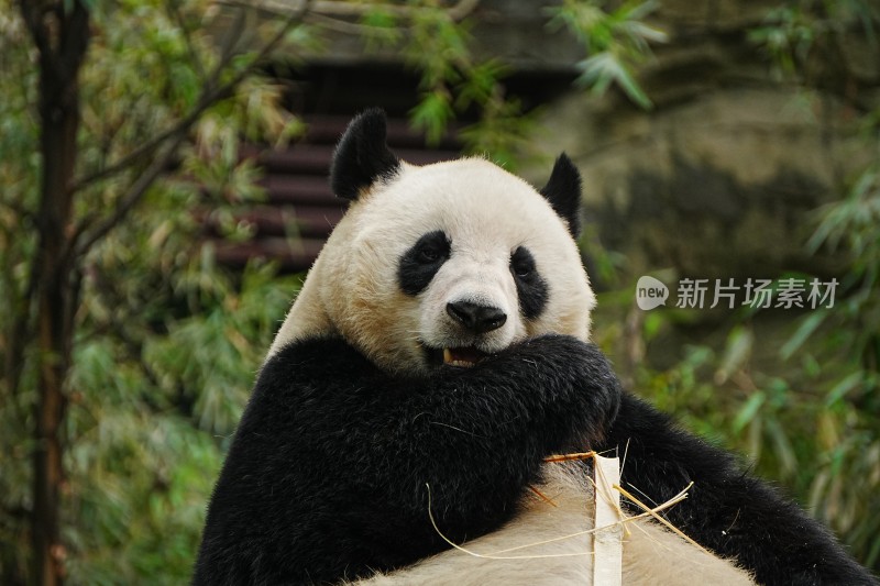 大熊猫悠闲进食竹子