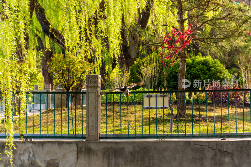 北京北海公园里飞翔的野鸭-DSC_8683