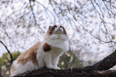 一只在梅花树上的海豹双色布偶猫