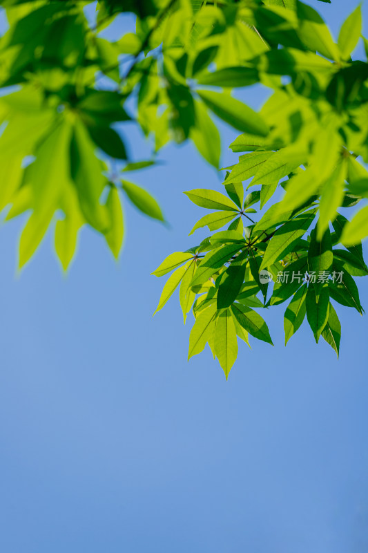 夏日阳光下的叶子