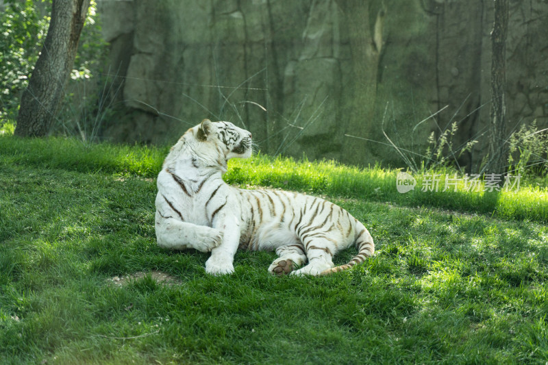 白虎孟加拉虎躺在草地上休息