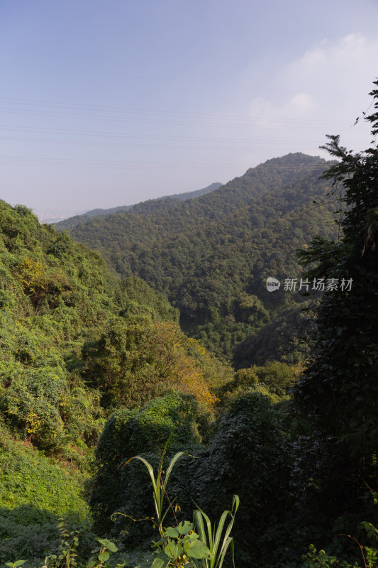 绿意盎然的茂密山林风景