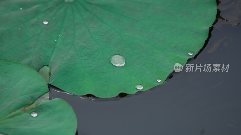 雨点谷雨