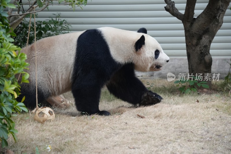 户外行走的大熊猫