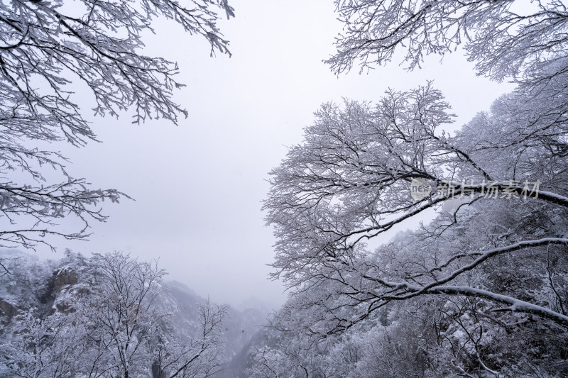 老君山下雪大山森林雾凇景观