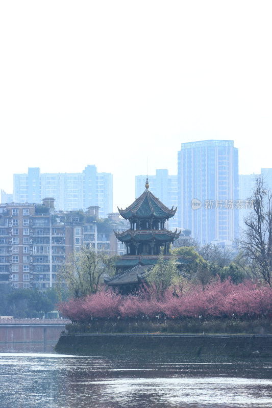 成都望江楼公园春日红梅花开