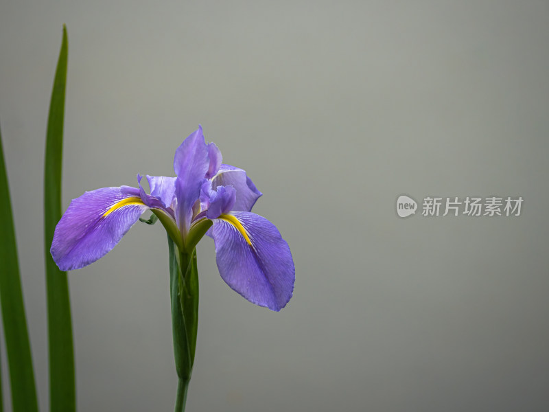 兰草花特写