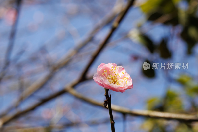 枝头盛开的粉色梅花特写