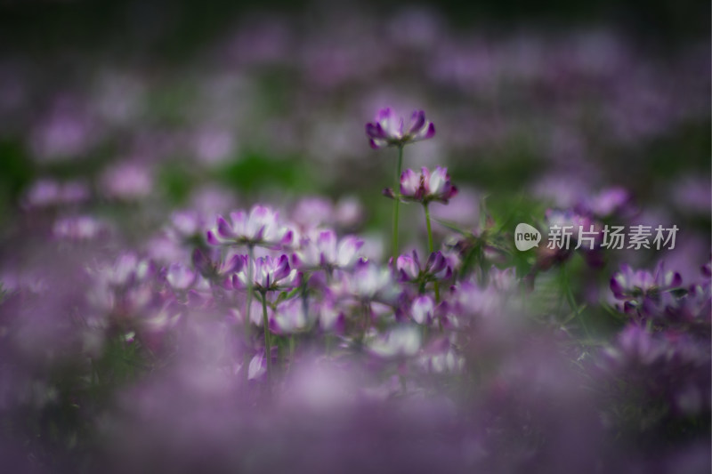 紫云英花