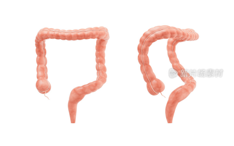 内脏器官肠道3D渲染
