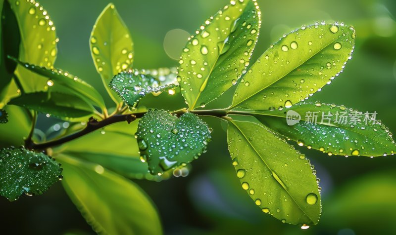 雨后阳光植物绿叶逆光露珠自然背景