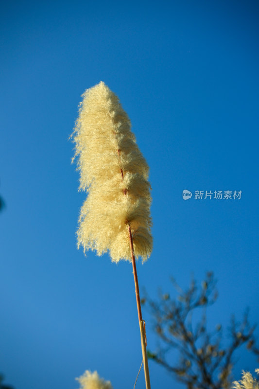 蓝天背景下的蓬松芦苇