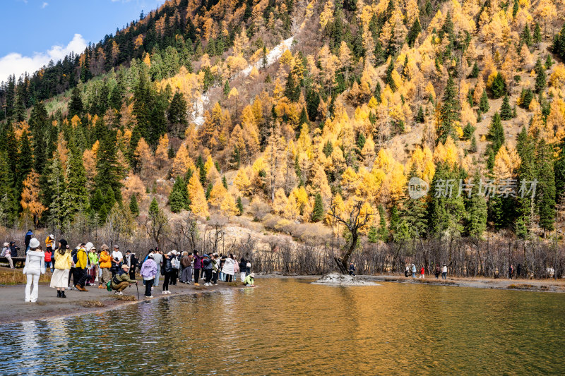 四川阿坝四姑娘山双桥沟景区的秋色正浓