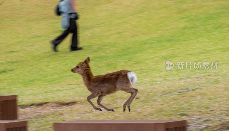 草地上奔跑的小鹿与行人的瞬间