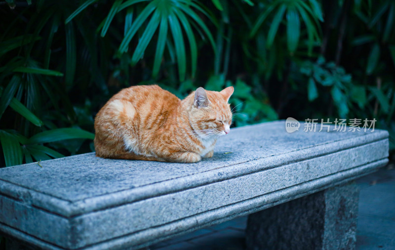 橘猫 猫咪 猫