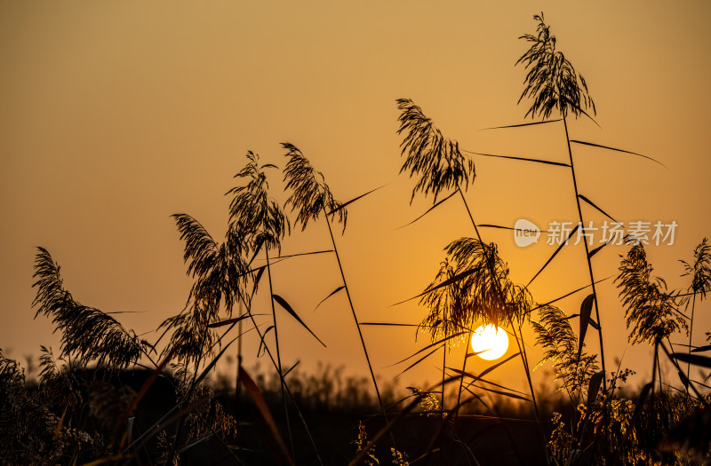 夕阳下芦苇丛风景