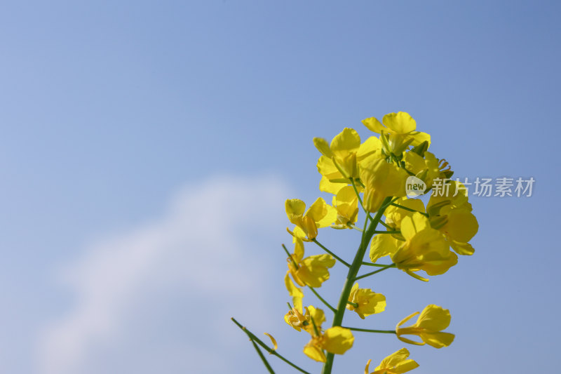 盛开的黄色油菜花