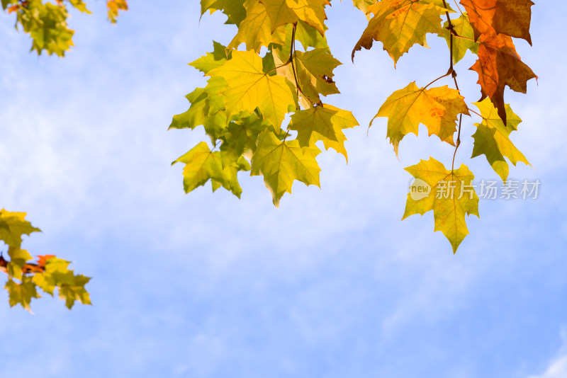 秋天金黄树叶天空自然风景立秋霜降云蓝天