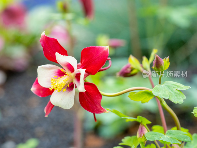 春天的漏斗菜开花