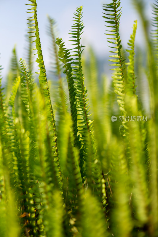 嫩绿蕨类植物特写