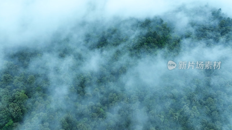 森林俯拍树林云雾森林云海树林航拍森林雨天