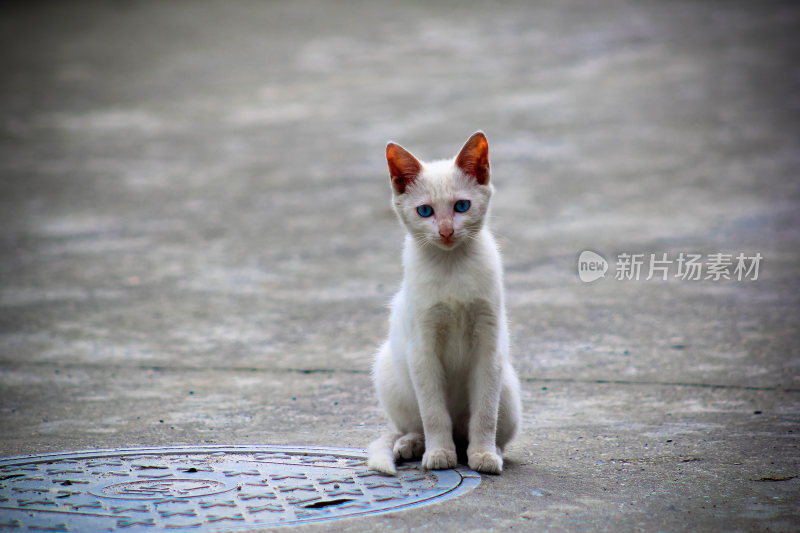 农村小猫