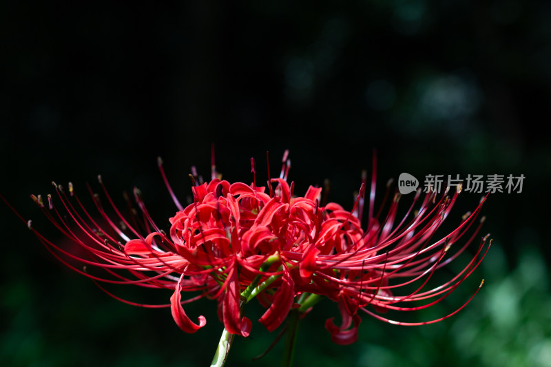 鲜艳夺目彼岸花特写