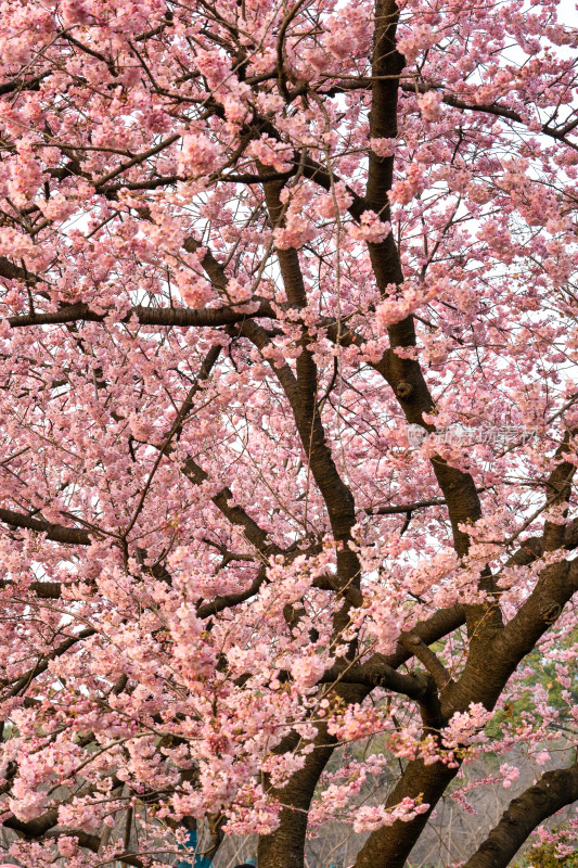 武汉东湖樱园里的粉色浪漫樱花