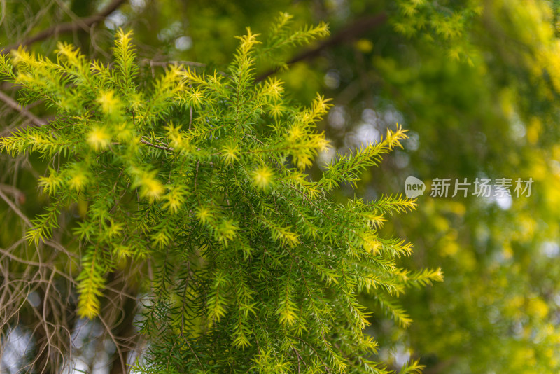 松树枝叶的特写镜头