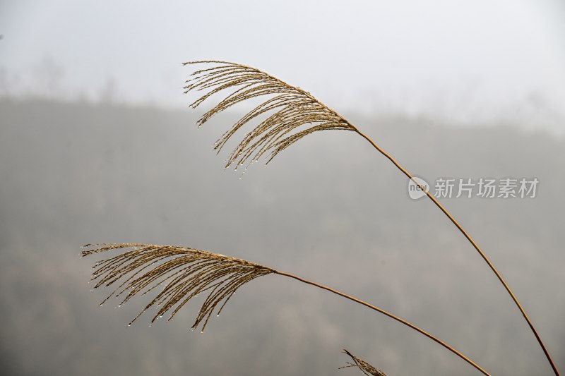 重庆酉阳：月亮村的云端仙境