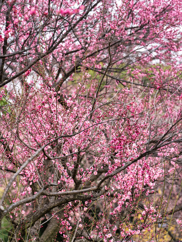春天武汉东湖梅园里的景色