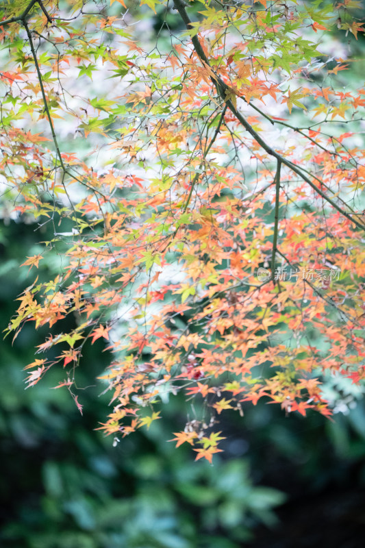 深秋，上海秋霞圃的枫叶特写