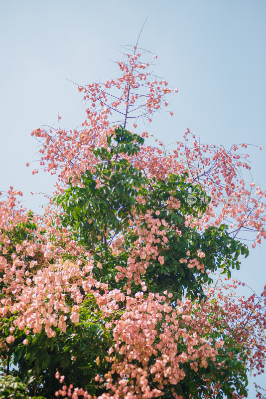 秋天栾树花开