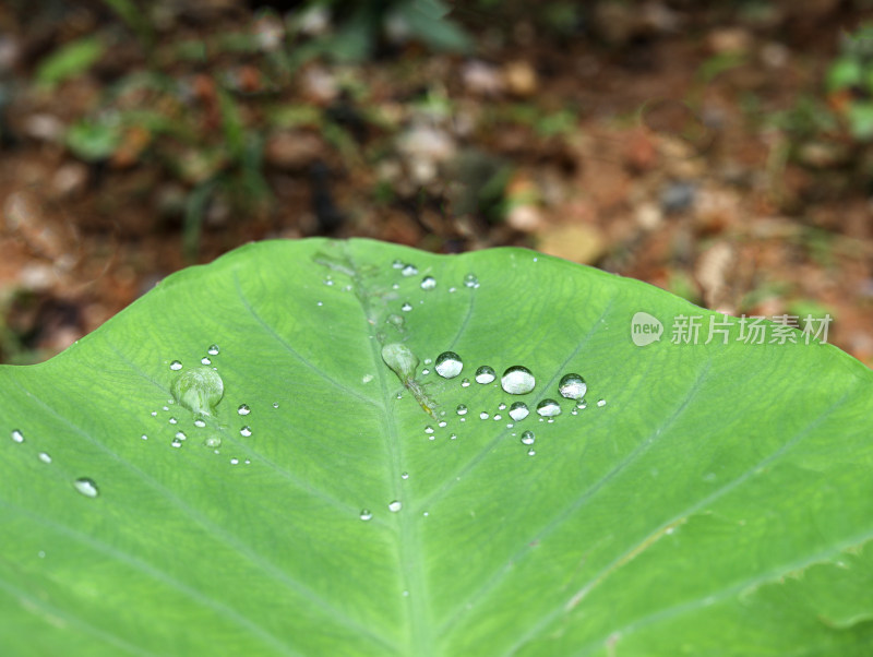 春天绿色的植物叶子树叶和水滴雨滴